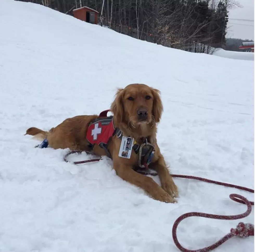 Maine Resort Has An Official Ski Patrol Dog And Her Name Is Soña