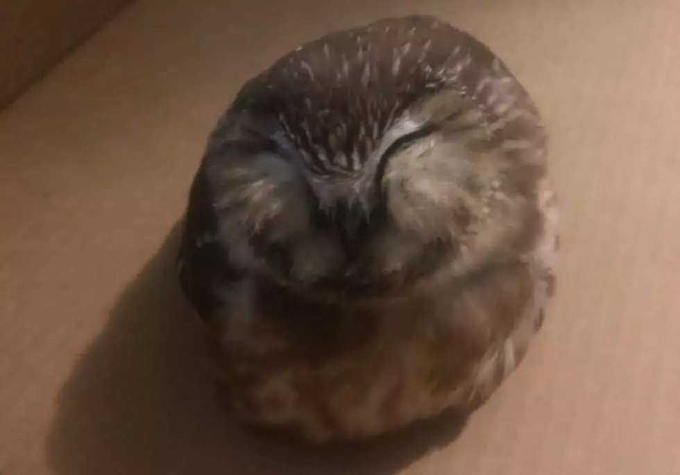 Adorable Tiny Owl Recovering After Hitting Car in NH