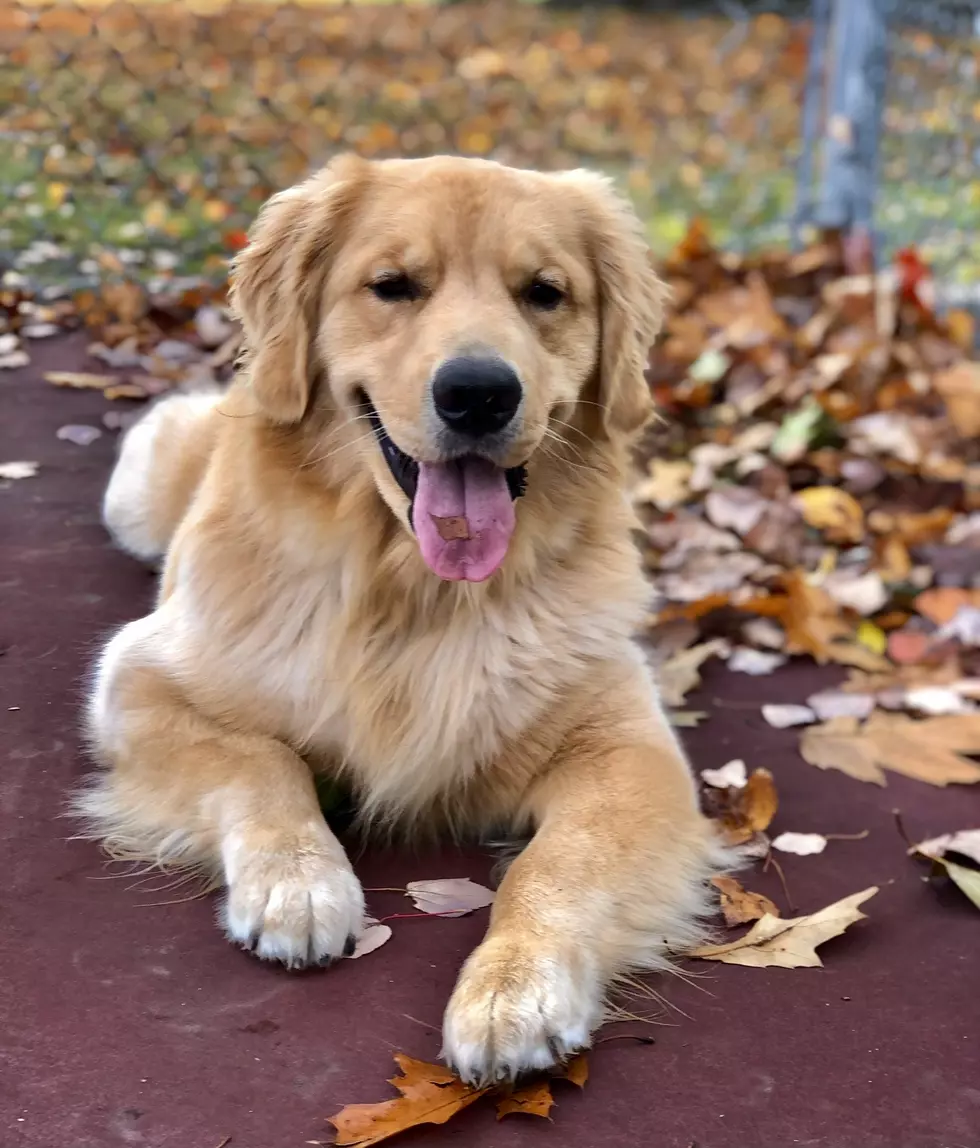 Sully The Golden Retriever is This Month's Pet of the Month
