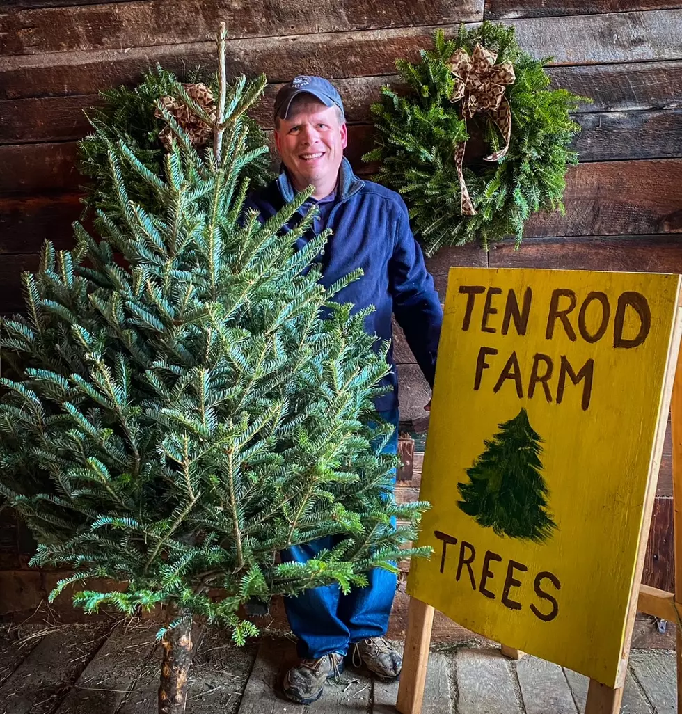 Ten Rod Farm in Rochester Giving Away Free Christmas Trees Again This Year