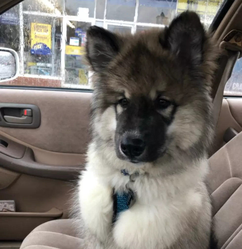 Adorable Somersworth NH Husky Pup is Shark’s Pet Of The Month