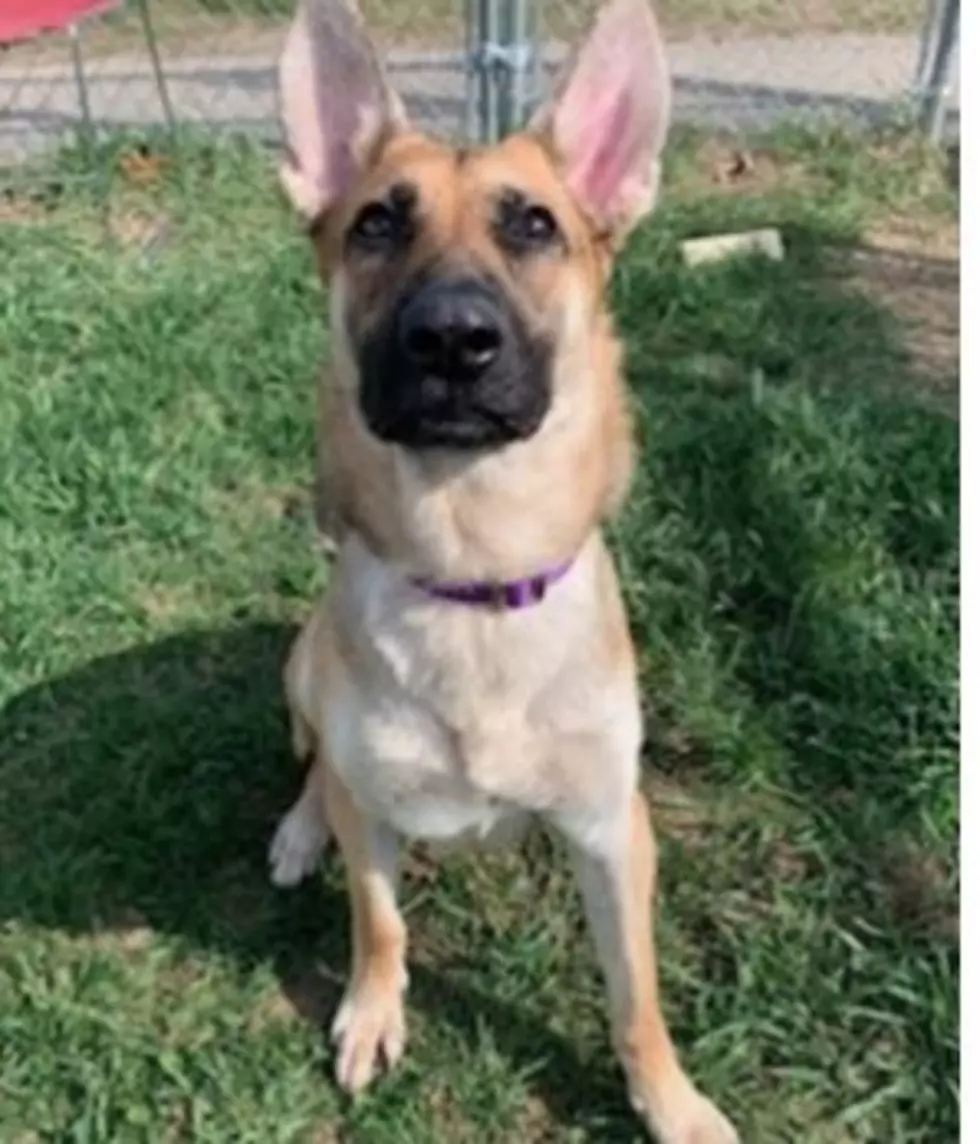 Adorable Stray German Shepard Dog Up For Adoption in Stratham NH