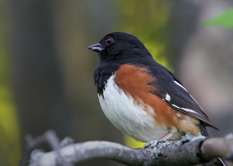 This Stunningly Beautiful NH Spring Bird Is An All Around Entertainer