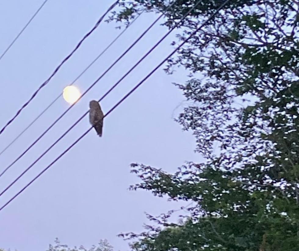 This Stunning Pic of a NH Barred Owl Staring at The Moon is 100% Real