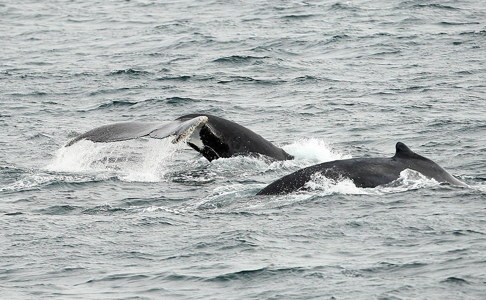 Watch Out For Breathtaking Humpback Whales This Weekend In Seabro