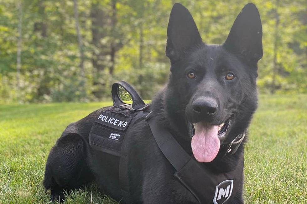 Organization That Helps NH, Maine Police K-9 Teams Just Got a Generous Donation