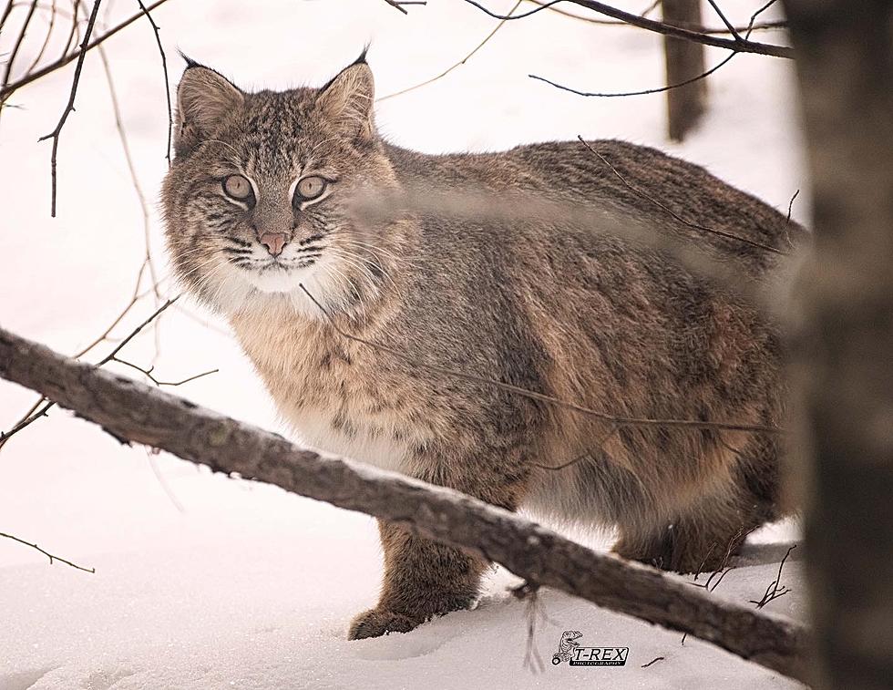New Hampshire Woman's Standoff With Bobcat Gets Amazing Photos