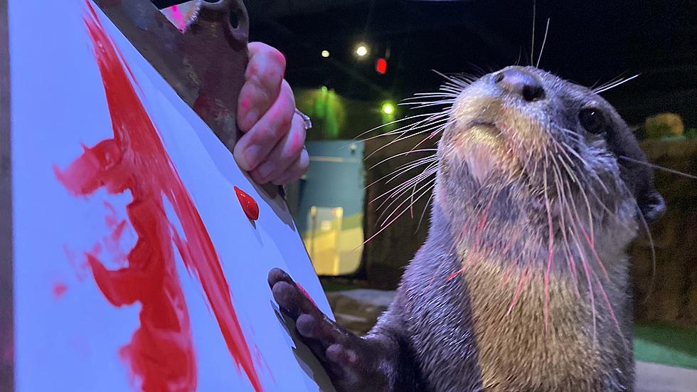 5 New Hampshire Otters Who Paint Are Now Nationwide Celebrities