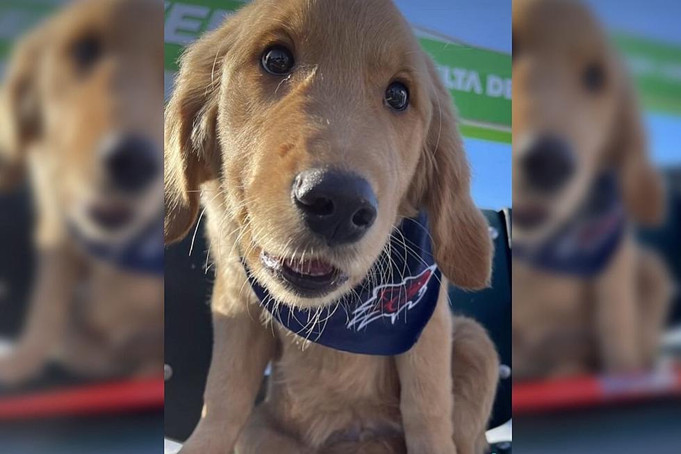New Hampshire Fisher Cats Have a New Bat Dog 
