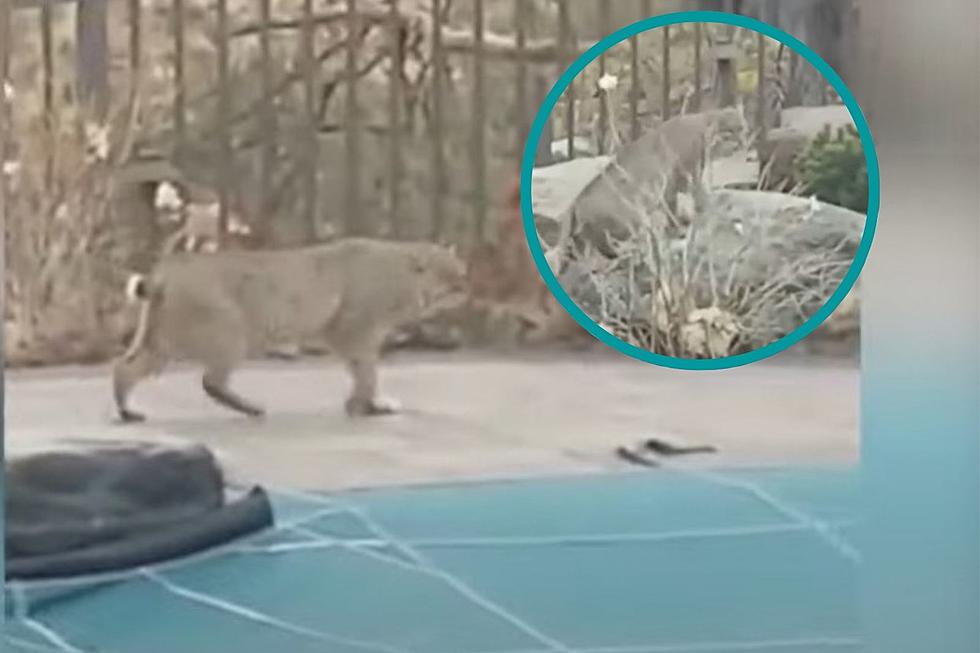 Incredible Video of a Cool Bobcat Strolling Through the Pool & Hot Tub Area at a New Hampshire Home