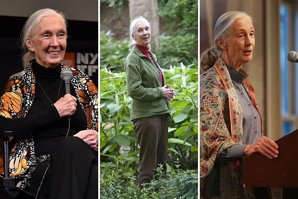 You Can Talk To Jane Goodall During a Massachusetts Museum Event