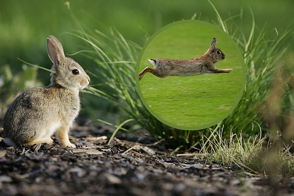 If You See a Bunny in New Hampshire, Please Snap a Photo