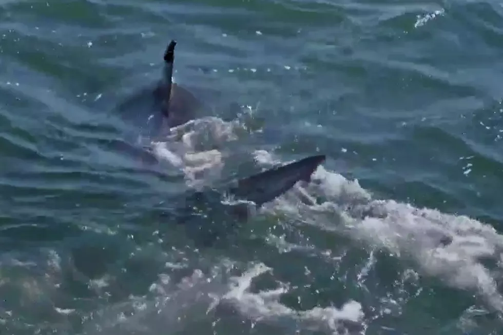 Video: Massive Great White Shark Swimming Along Massachusetts Toward New Hampshire and Maine