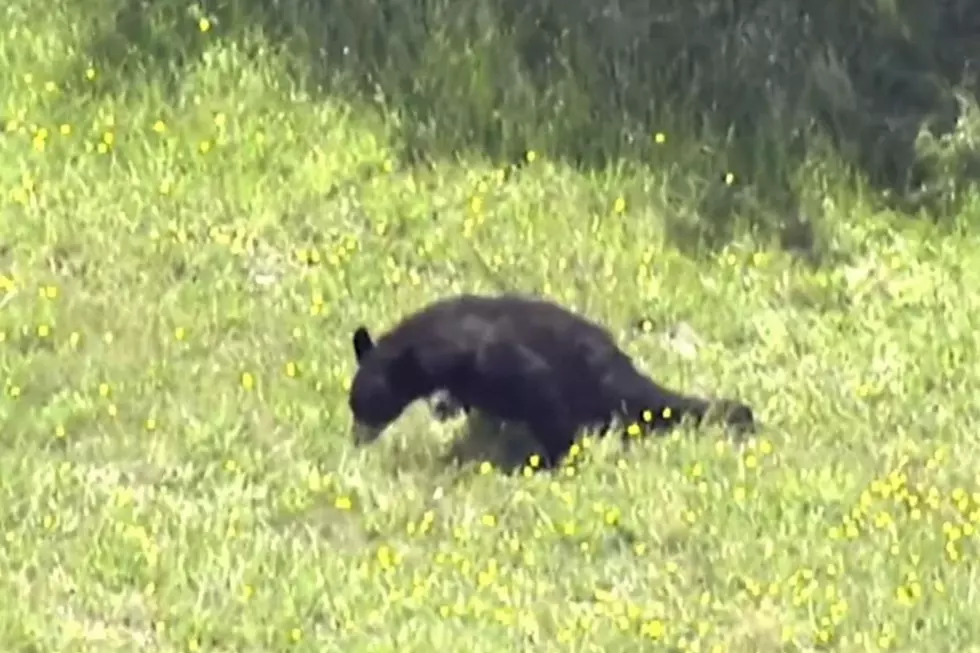 Video: Massachusetts State Police Shut Down I-495 to Rescue a Frightened, Injured Bear