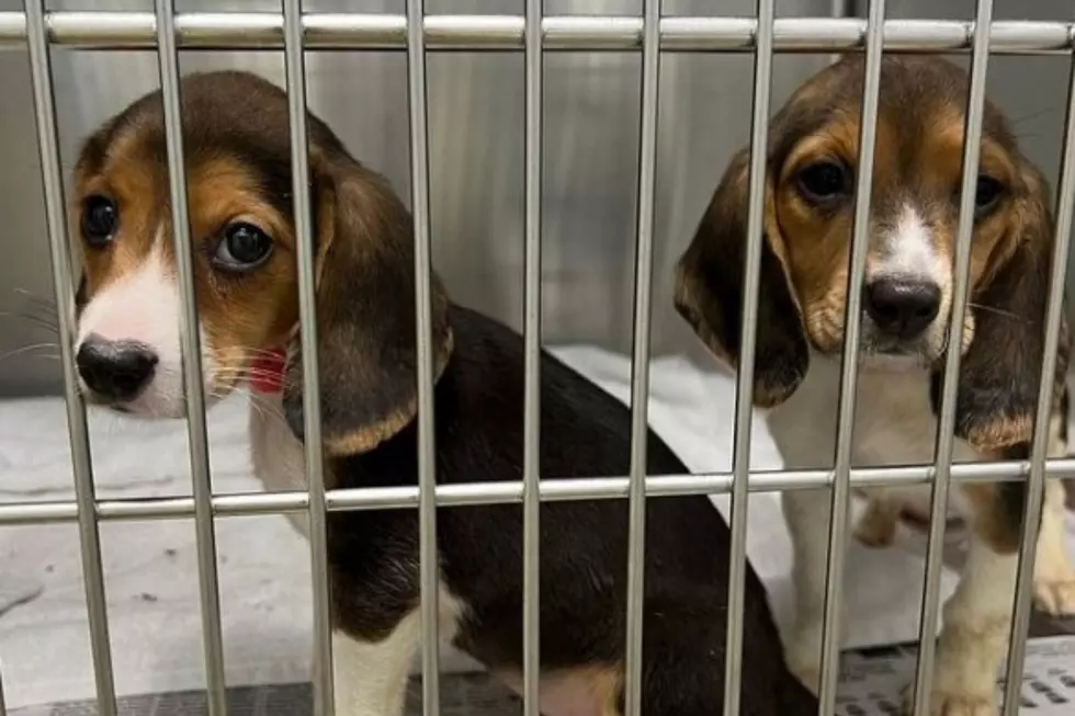 Video: Over 100 Pups in Massachusetts Rescued from a Testing Lab