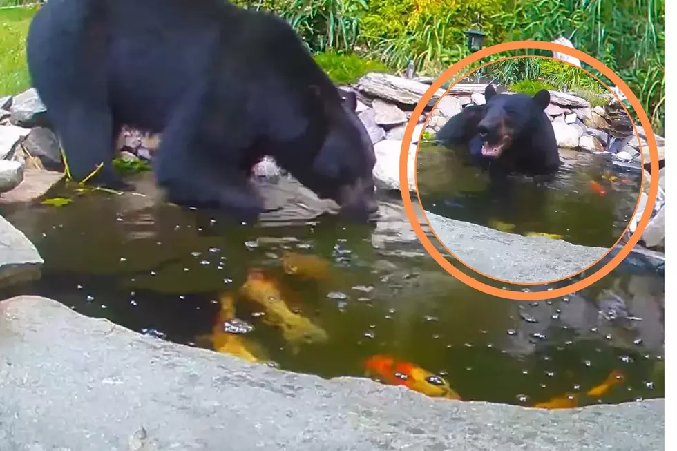 Fun Video: Love This Happy Bear Sharing a Pond With Fish to Cool Off in Suburban Boston