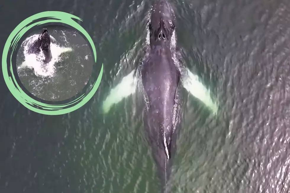 Watch: Beautiful, Majestic Humpback in Massachusetts Drone Video