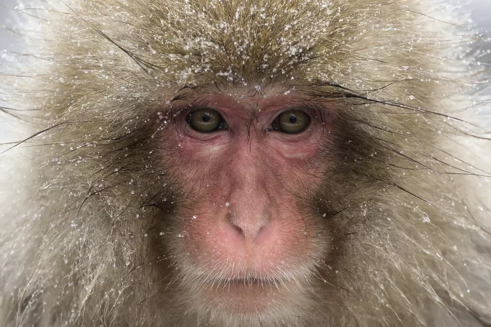Have You Seen the Devil Monkey of New Hampshire?