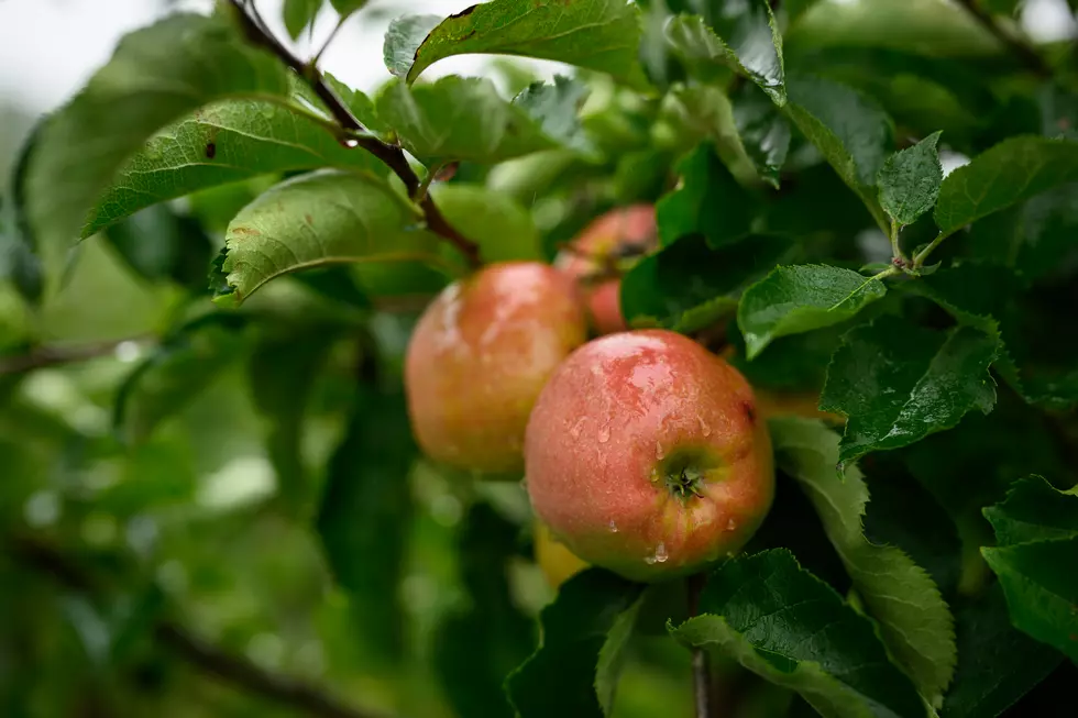 Three New England Apple Orchards Make USA Today’s List of Best in US