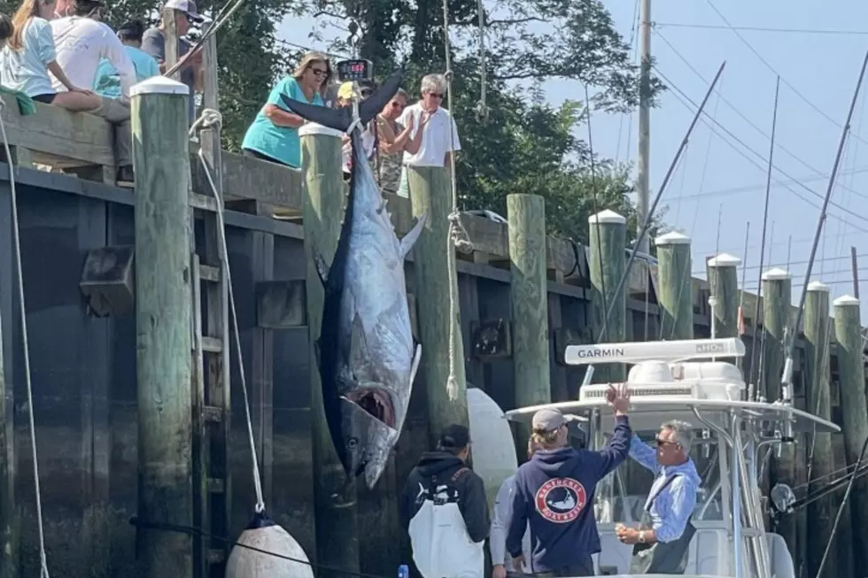 13-Year-Old Girl Catches a Nearly 600 lb Tuna on Cape Cod