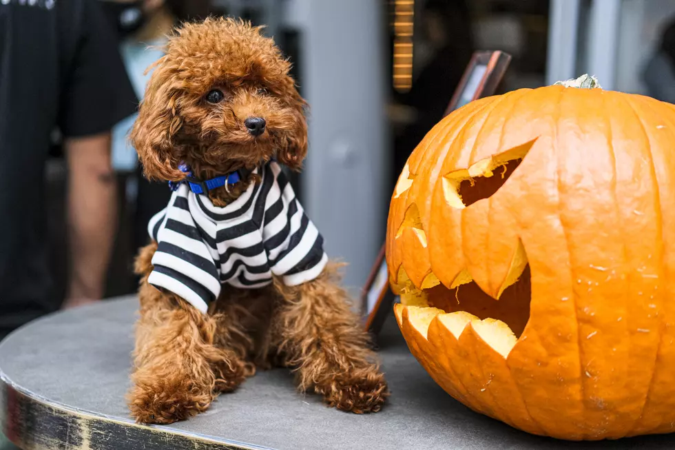 Pet Owners in New England Need to Cool It With the Costumes