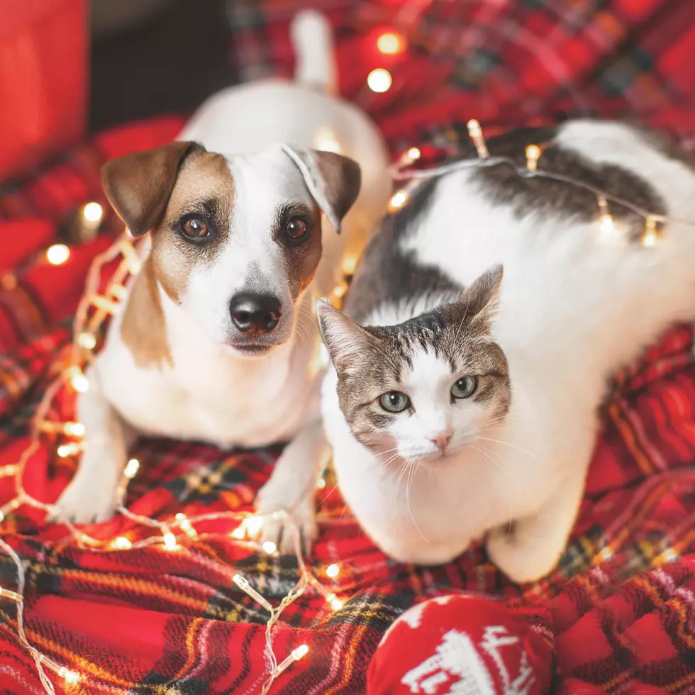 Pet Owners in New England Should Avoid This Potentially Deadly Christmas Decoration