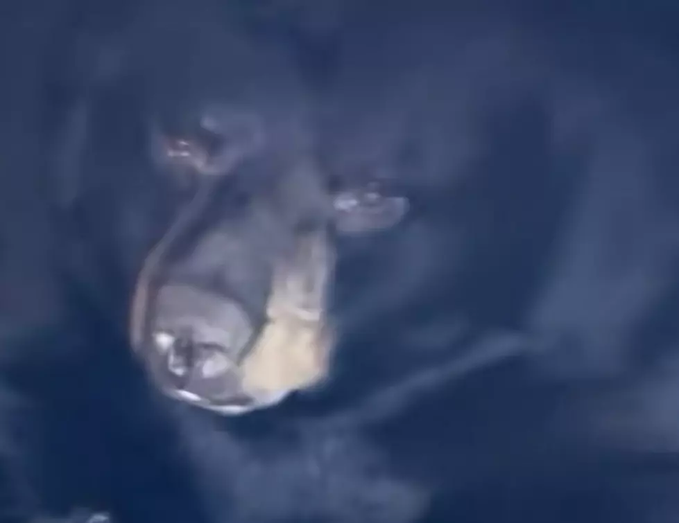 WATCH: A New England Family's Crazy Reaction to Bear Under Home