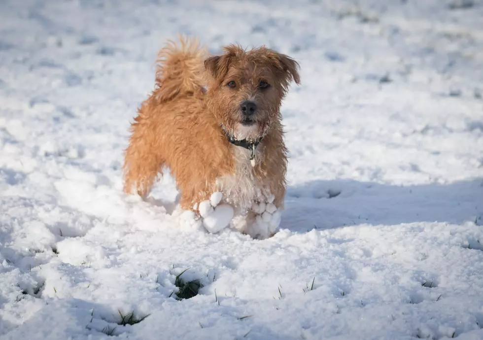 How to Keep Your Pets Safe During Cold New England Weather