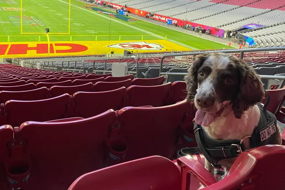Meet Alfie, the Maine Dog That Helped Protect the Super Bowl 