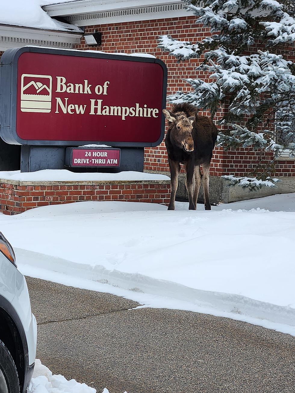 Baby Moose Makes Surprise Visit to the Bank of New Hampshire