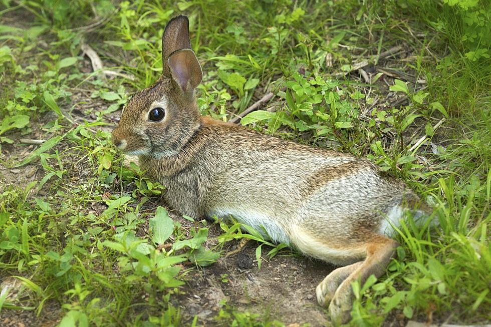 Why You Should Snap a Photo of a Bunny Rabbit in New Hampshire