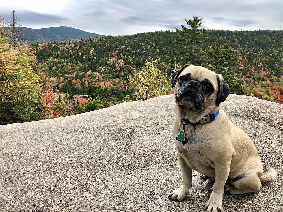 Meet the Pug That's Climbed All 48 of NH's 4,000-Foot Mountains 