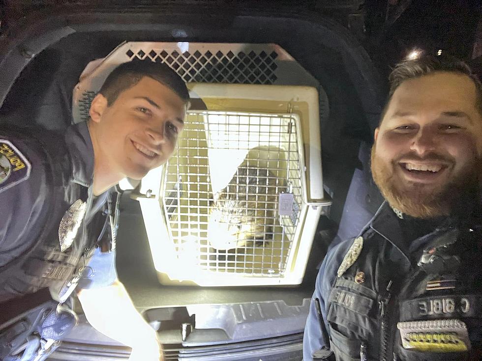 Brunswick Police 'Question' Beaver After Its Walk Down the Street
