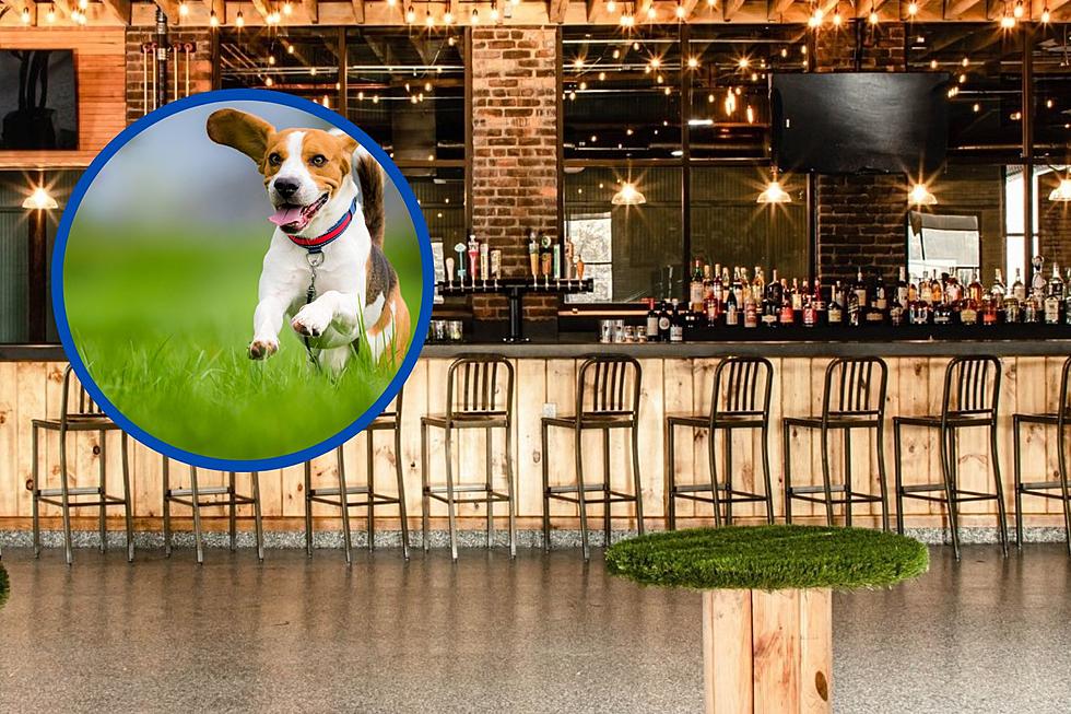 Woof Woof: New England's First Dog Bar is Open in Boston