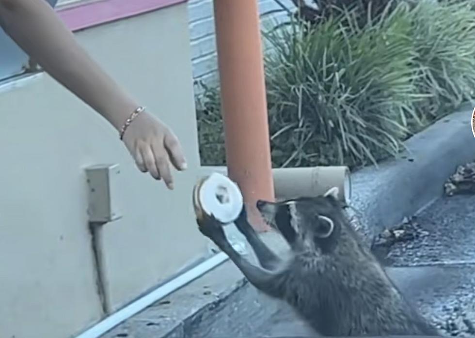 WATCH: Raccoon Orders a Dunkin' Donut at the Drive-Thru