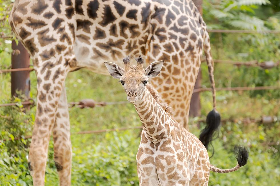 Boston’s Franklin Park Zoo Shows Off 6-Foot-Tall ‘Baby’ Giraffe