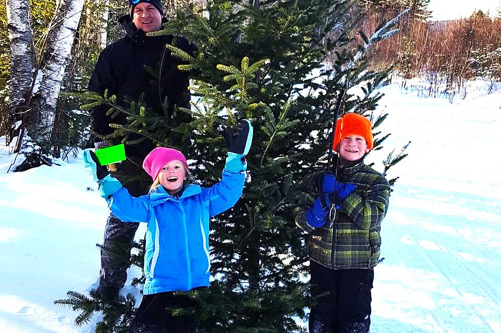 Christmas Trees in NH & ME's White Mountains National Forest