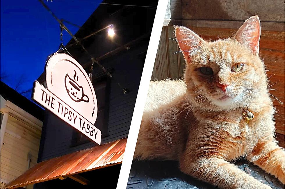 New Hampshire Cat Lovers Can Play With Adorable Kitties and Drink Coffee at This Cozy Cat Cafe