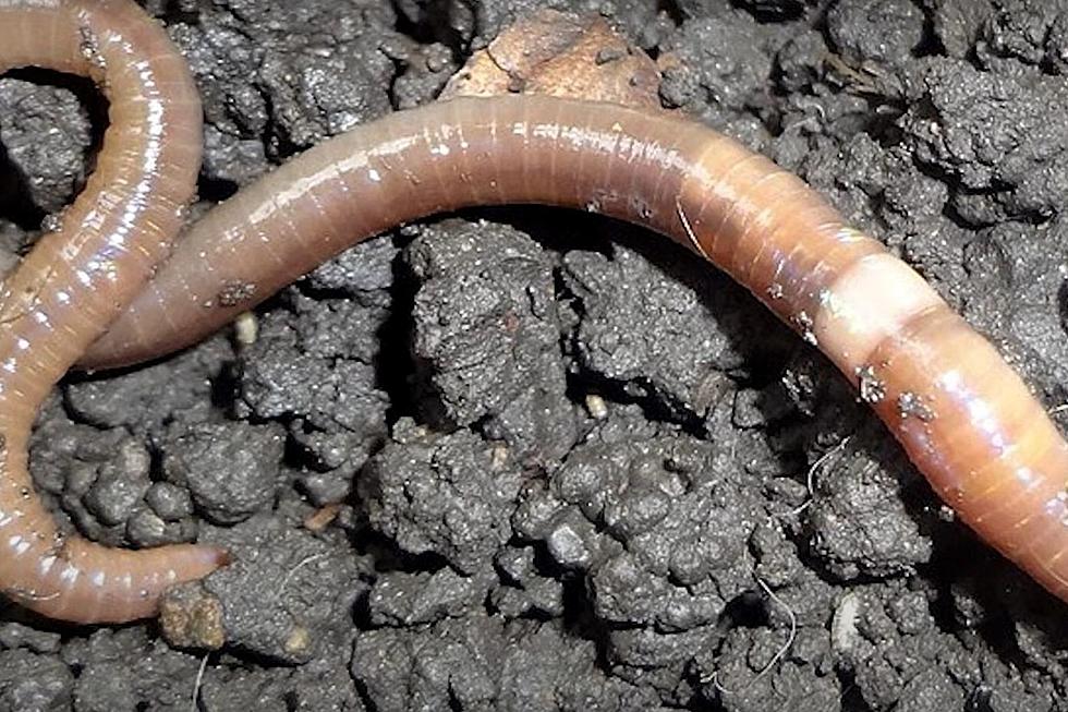 8 Inch Jumping Worms That Leap 1 Foot High Bad News in NH, ME, MA