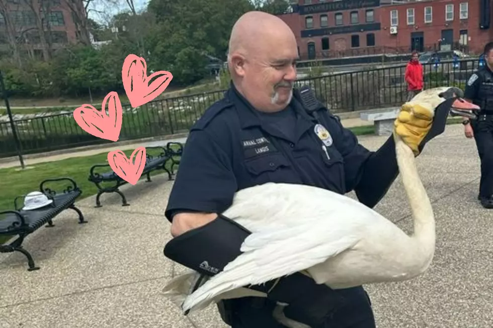 Nashua, New Hampshire, Police Officer Saves the Day, Rescues Injured White Swan