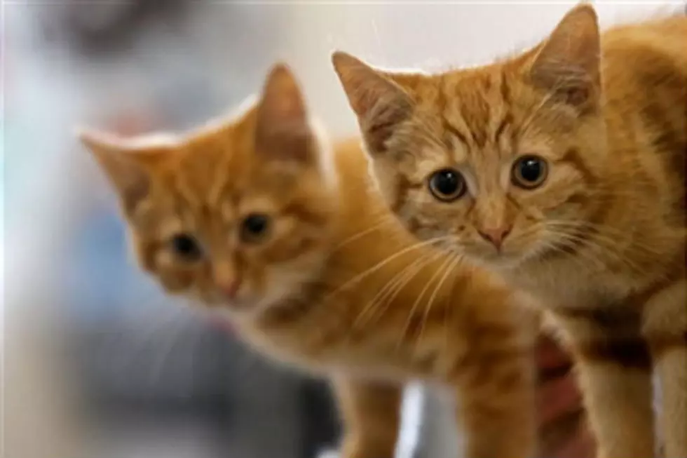 Kittens