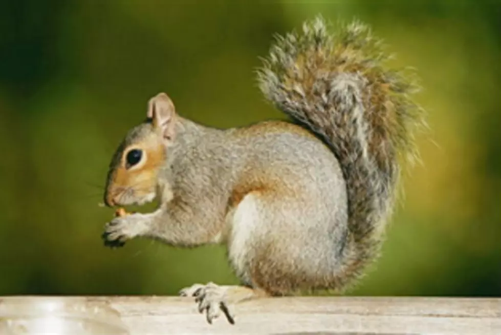 Squirrels Wrecking Equipment Ahead Of New Hampshire Maple Weekend