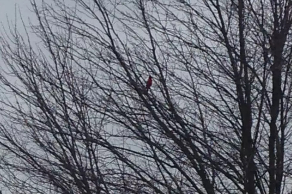 MWC Daily: This Cardinal Wants You to Know Spring is Here [VIDEO]