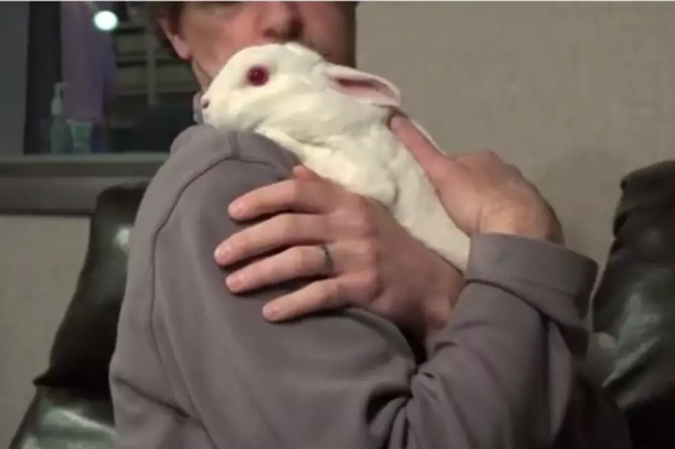 Please Adopt This Adorably Sweet Bunny  [VIDEO]