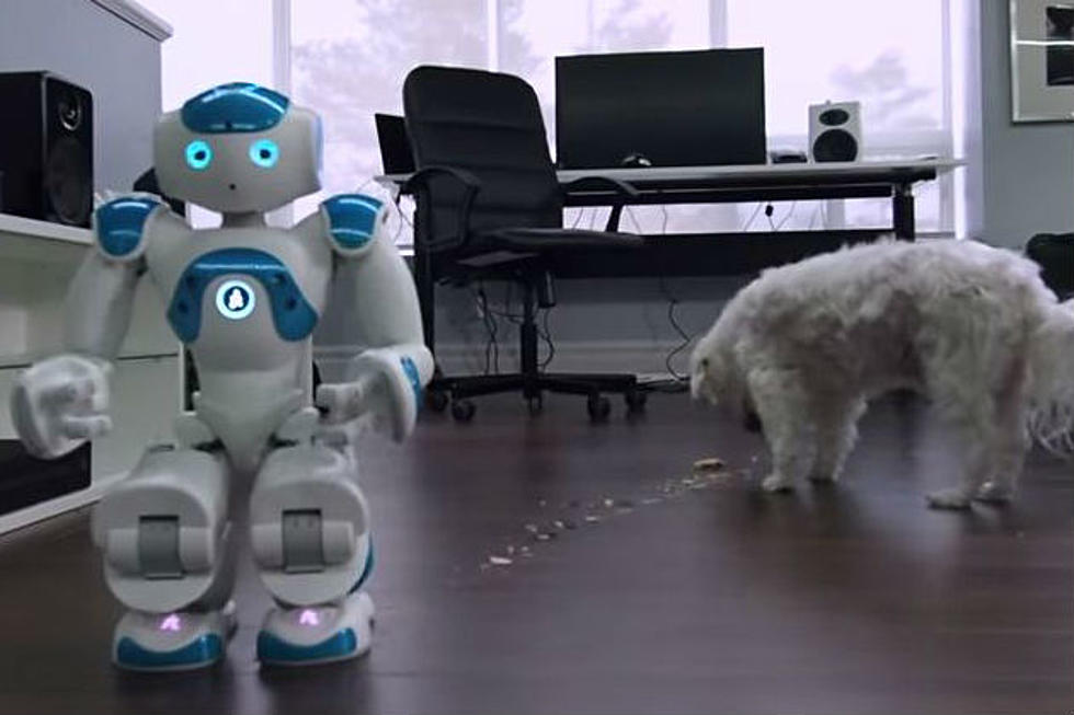 Everything Good About Robots, Dogs and Pop Tarts in One Video