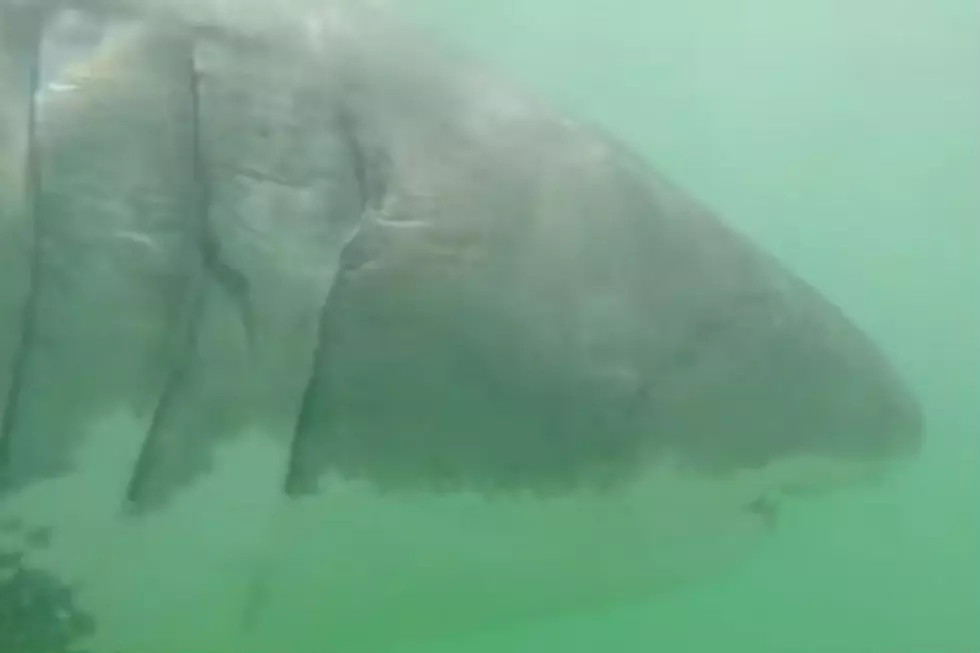 See How Great White Shark Off New England Coast Got Her Name [VIDEO]
