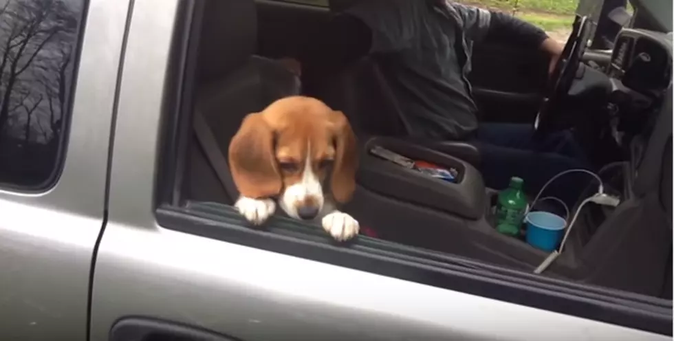 Adorable Beagle Puppy Will Have You Smiling All Day [VIDEO]