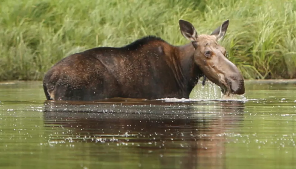 This Video of a Baby and Mama Moose in New London, NH, is Poetry in Motion