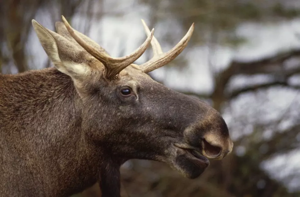 It’s Moose Season (On New Hampshire Roadways)