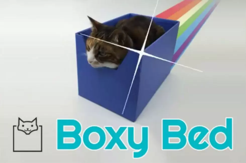Boxy Bed for the Cat That Loves Boxes– Y’Know, All of Them [VIDEO]